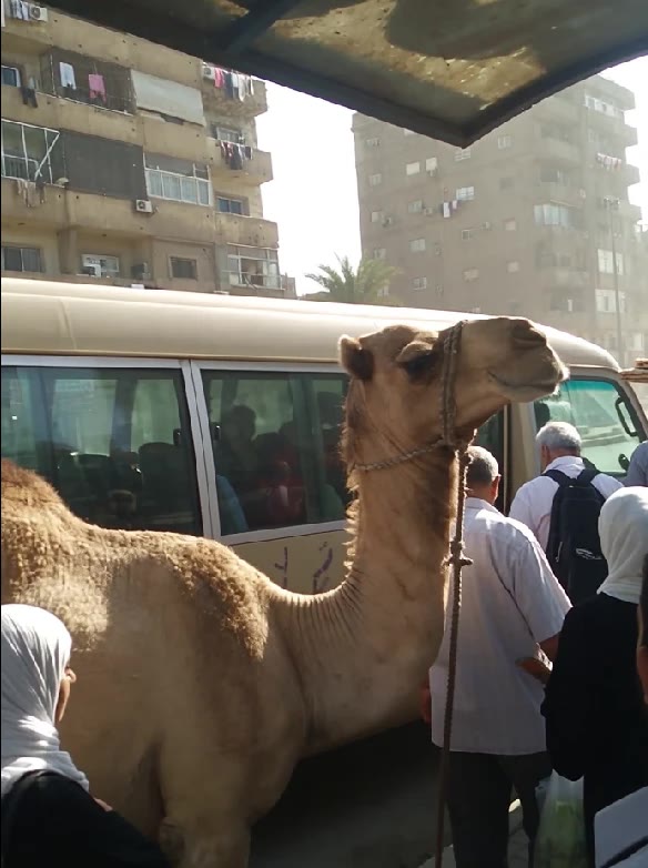 Chameau devant un minibus, scène de rue